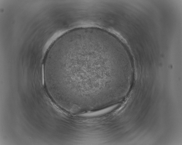 X0000068891175200605122026