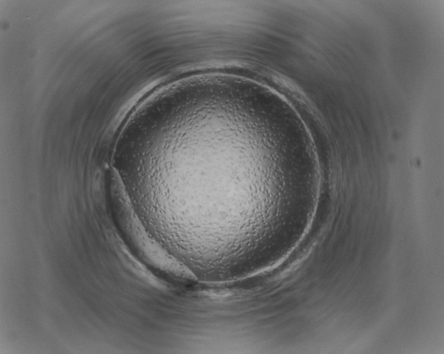 X0000068891177200605122026