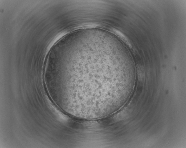 X0000068891186200605122026