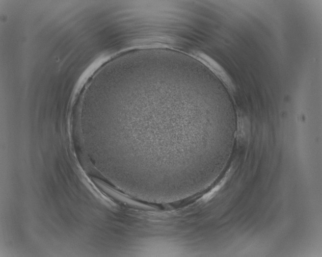 X0000068891196200605122026