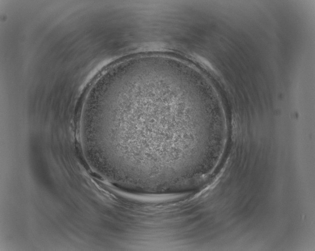 X0000068891212200605122025