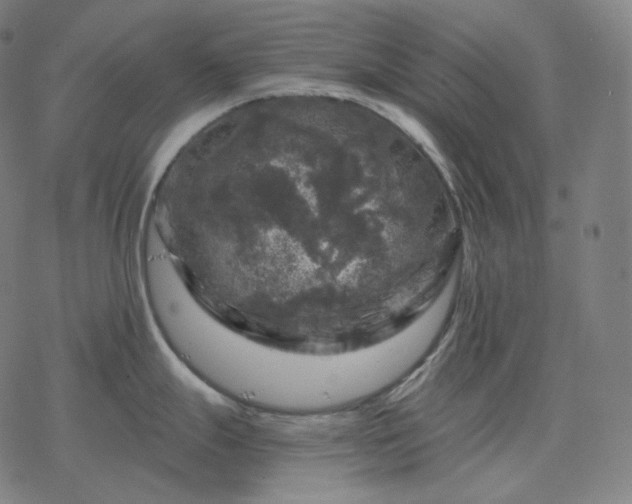 X0000068891247200605122026