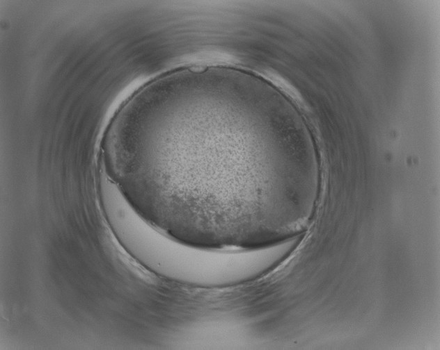 X0000068891248200605122026