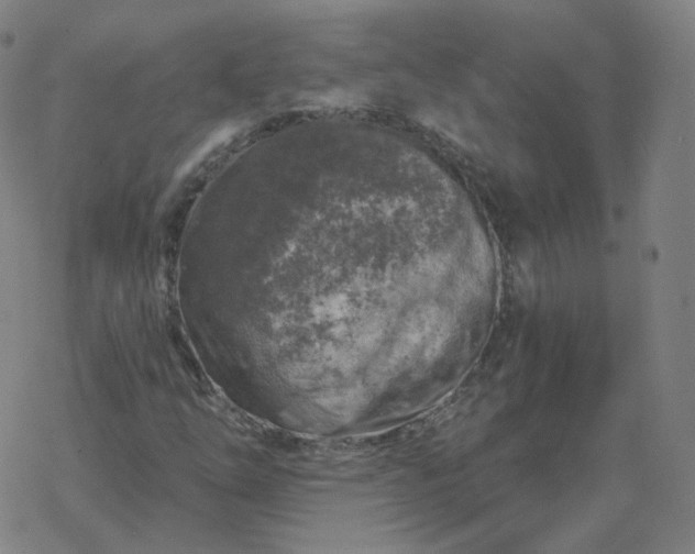 X0000068891254200605122025