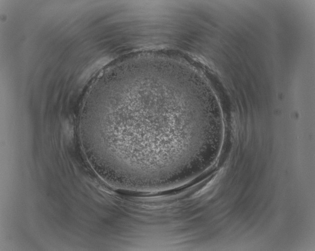 X0000068891257200605122025