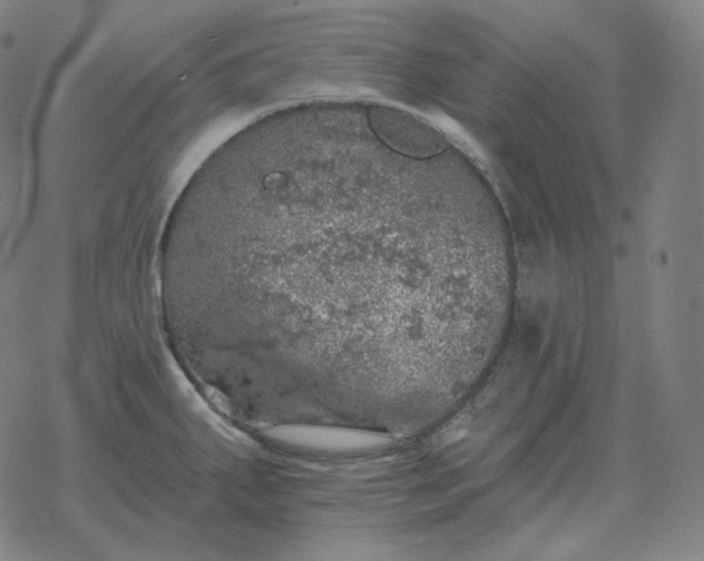 X0000068891287200605122024