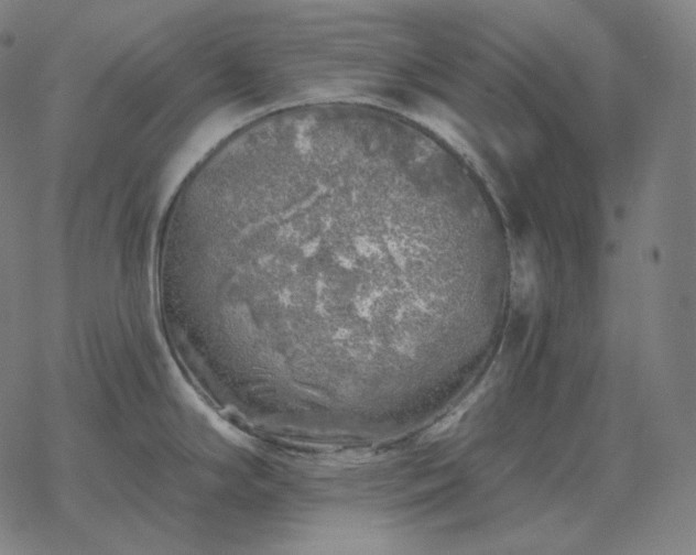 X0000068891294200605122024