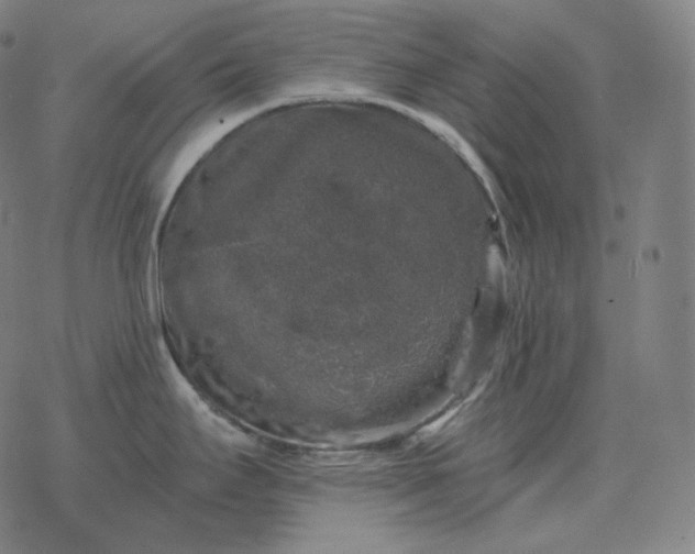 X0000068891295200605122024