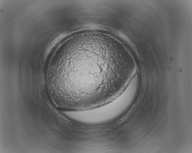 X0000068891318200605122024