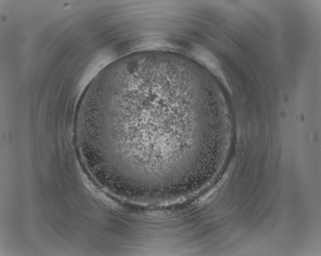 X0000068891330200605122024