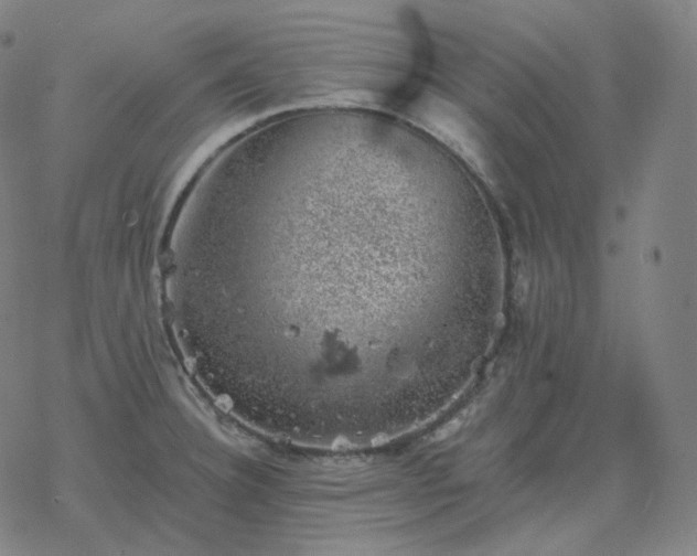 X0000068891332200605122024