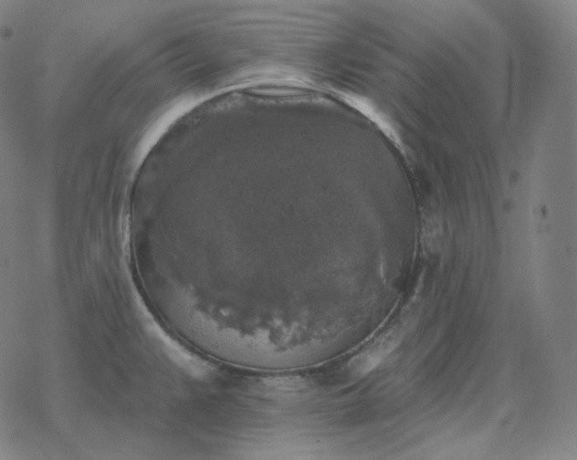 X0000068891383200605122023