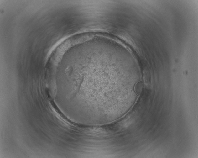 X0000068891452200605122021