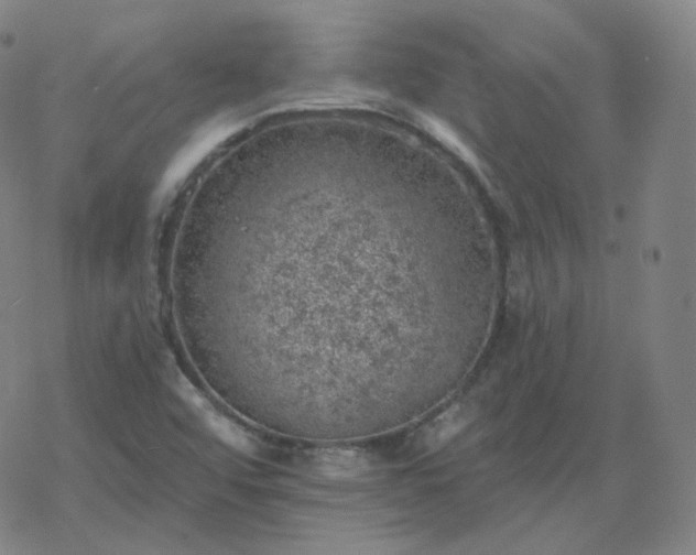 X0000068891456200605122021