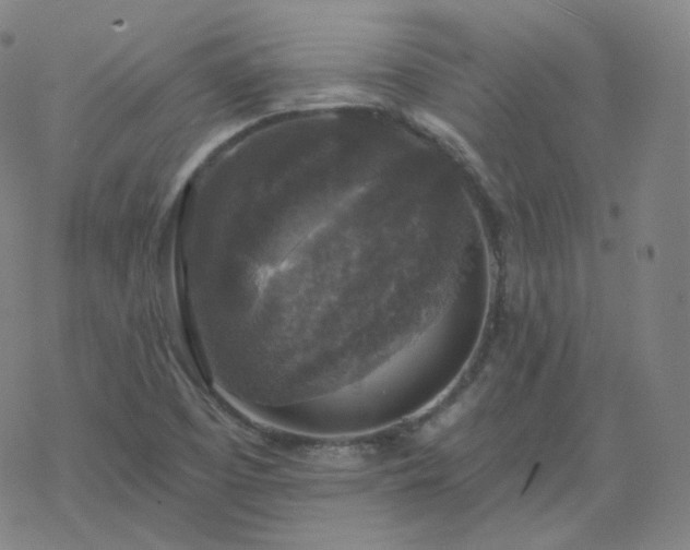 X0000068891457200605122021