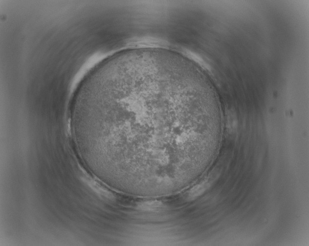 X0000068891462200605122021