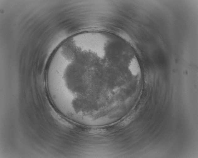 X0000068891466200605122021