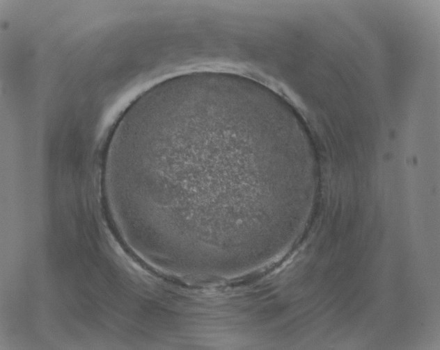 X0000068891504200605122020