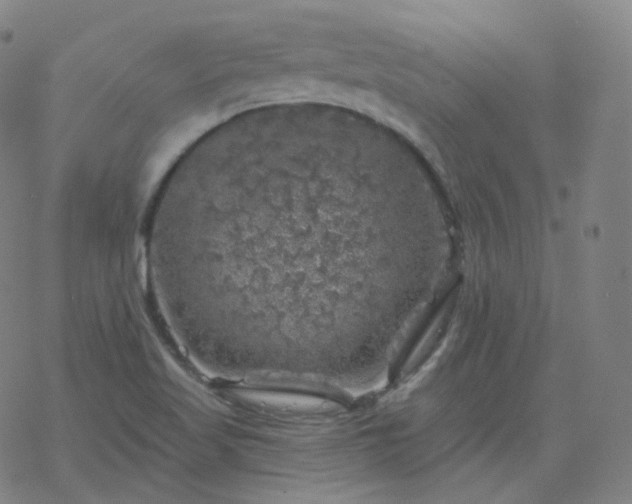 X0000068891509200605122020