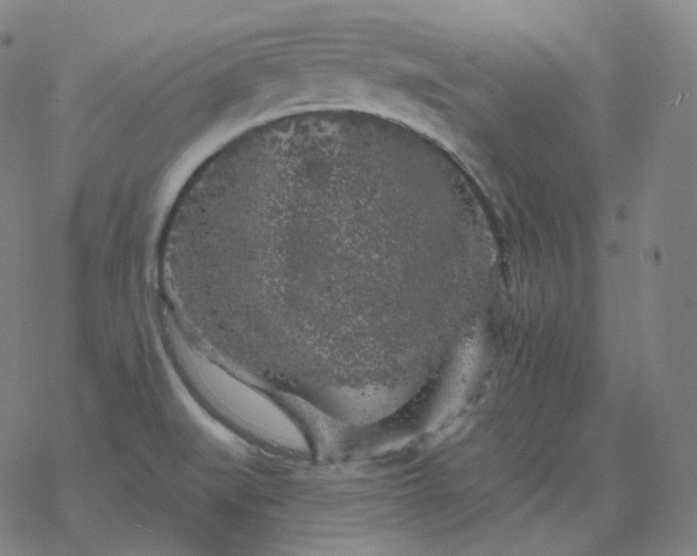 X0000068891519200605122020