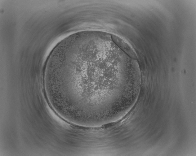 X0000068891531200605122021