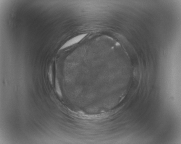 X0000068890046200605192146