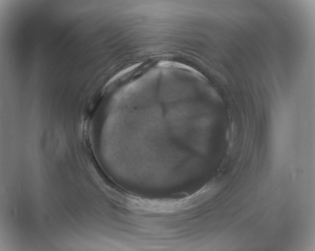 X0000068890048200605192146