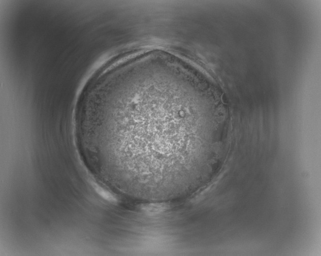 X0000068890102200605192145