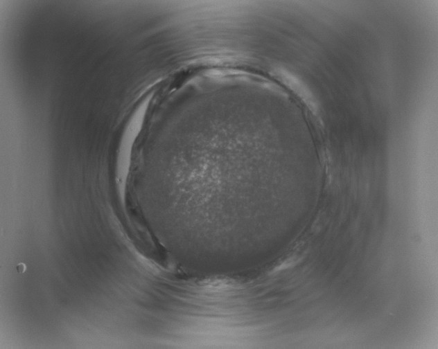 X0000068890105200605192145