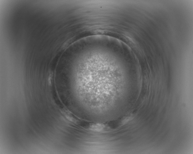 X0000068890125200605192145