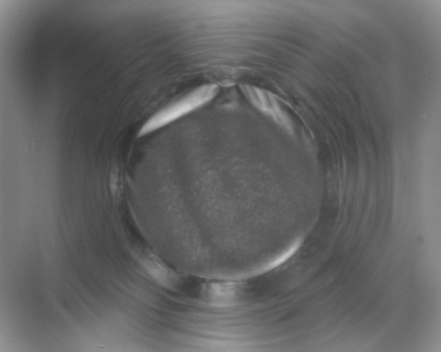 X0000068890134200605192145