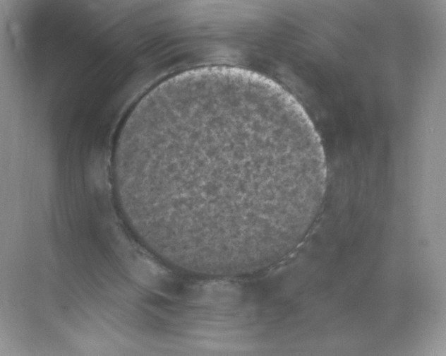 X0000068890146200605192144