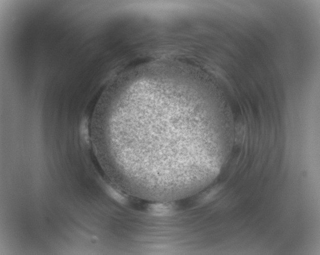 X0000068890238200605192143