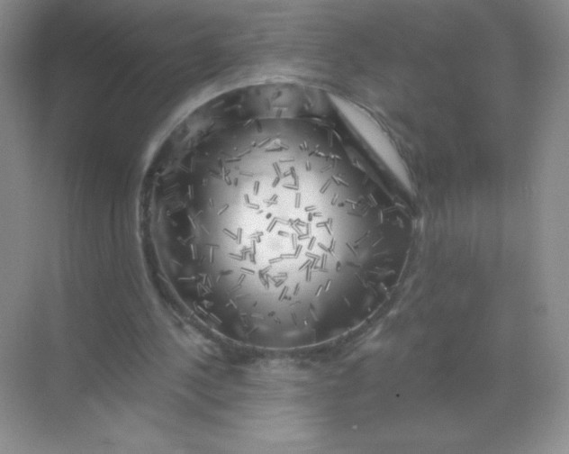 X0000068890244200605192142