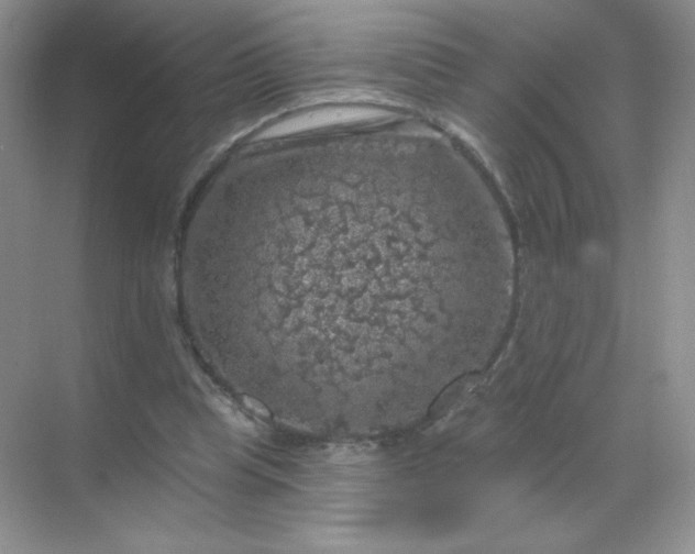 X0000068890345200605192141