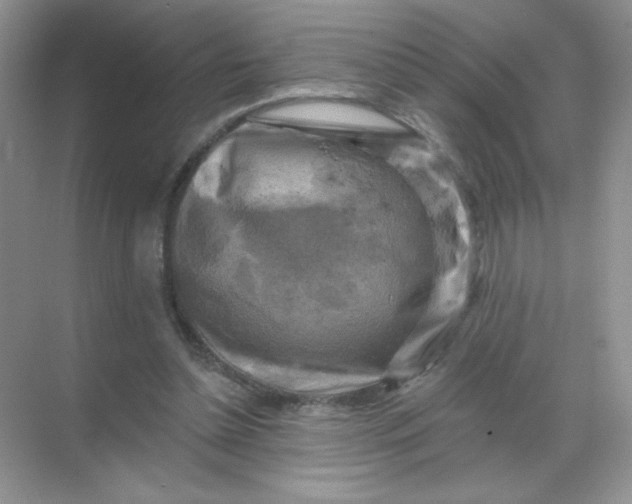 X0000068890348200605192141