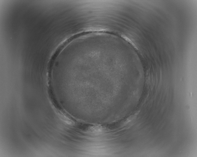 X0000068890351200605192141