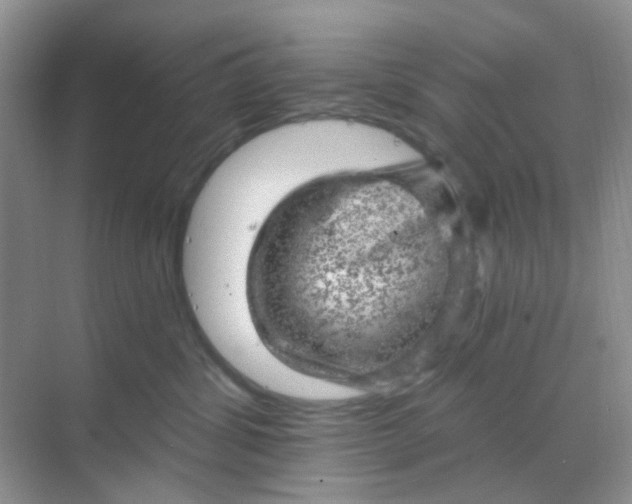 X0000068890428200605192140