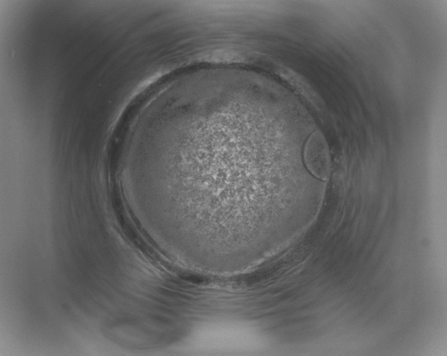 X0000068890727200605192134