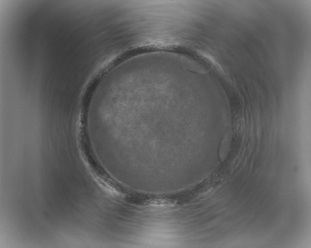 X0000068890736200605192134