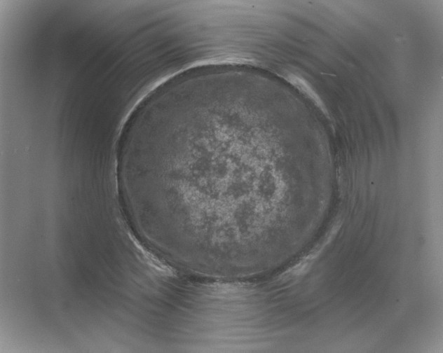 X0000068890781200605192134