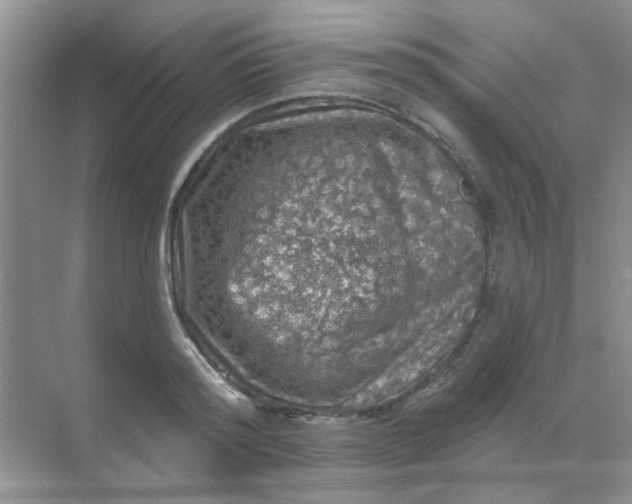 X0000068890796200605192134