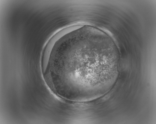 X0000068890910200605192132