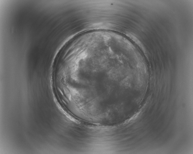 X0000068890941200605192131