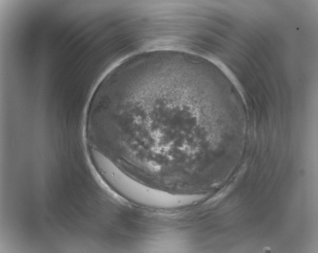 X0000068890957200605192131