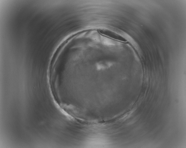 X0000068890958200605192132