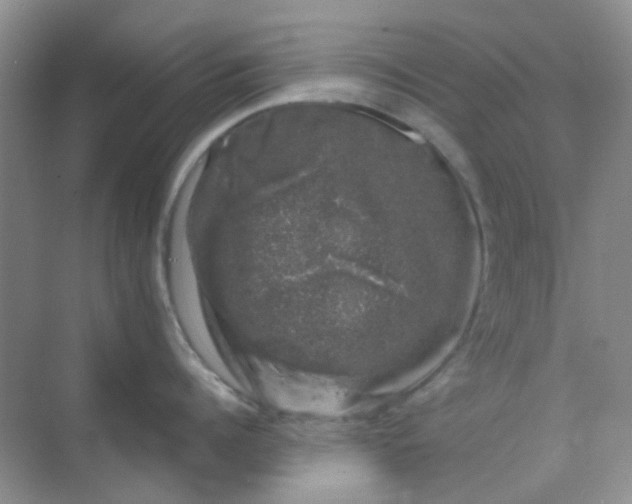 X0000068890960200605192132