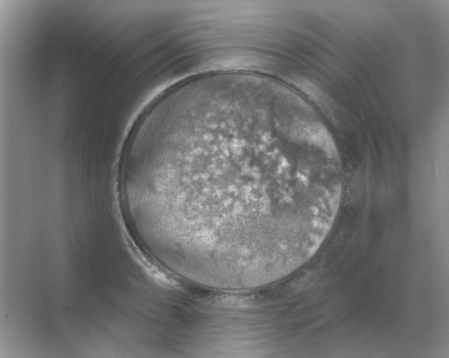 X0000068891086200605192129