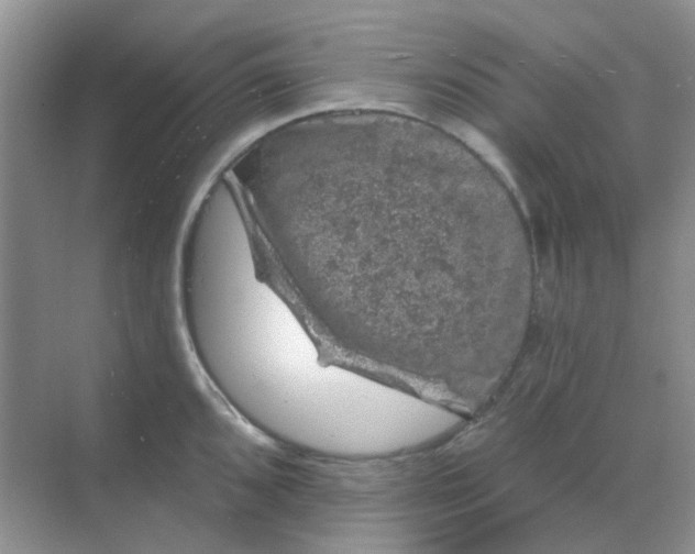 X0000068891096200605192128