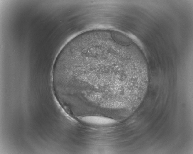 X0000068891287200605192125